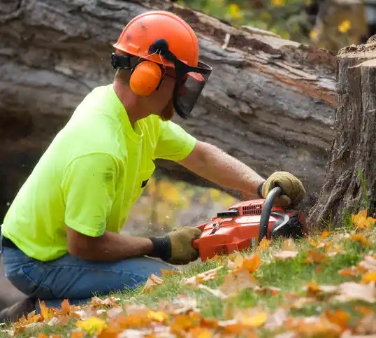 tree services Windy Hills